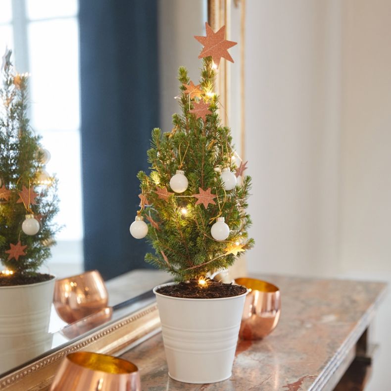 Ernest, le petit sapin blanc et gold