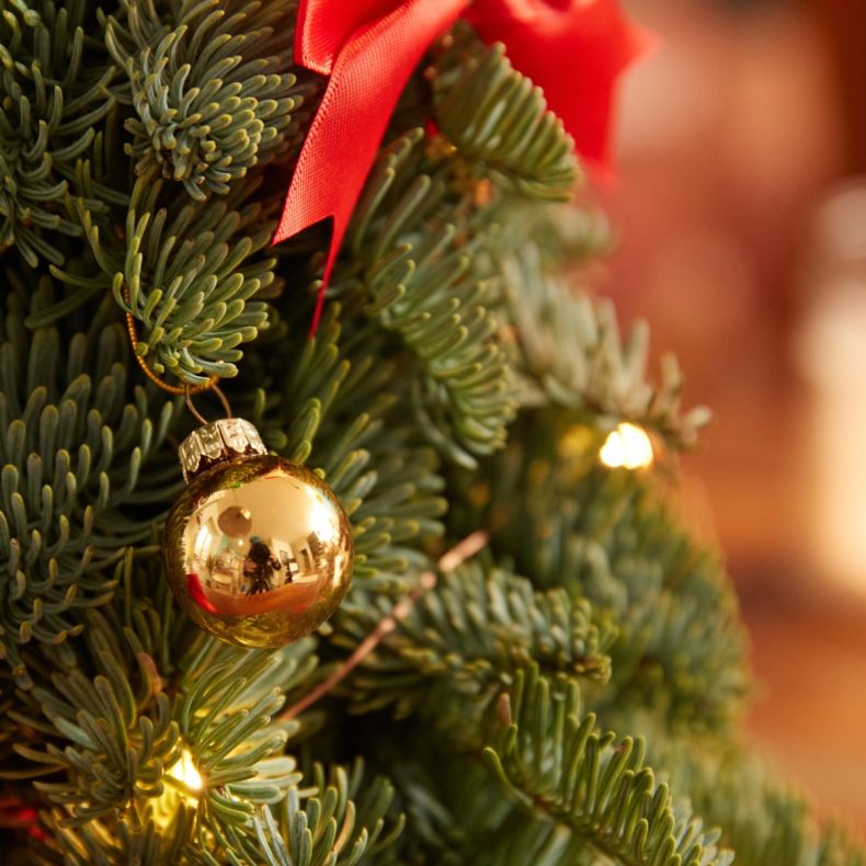 Rudolph, le sapin rouge