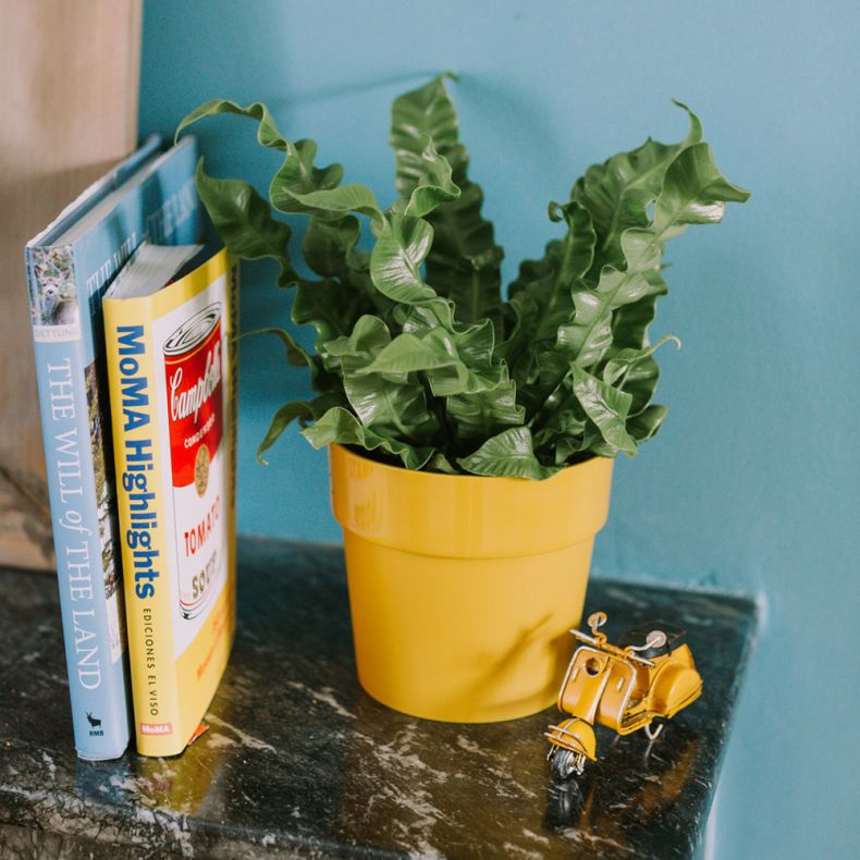 Albert, l'Asplenium