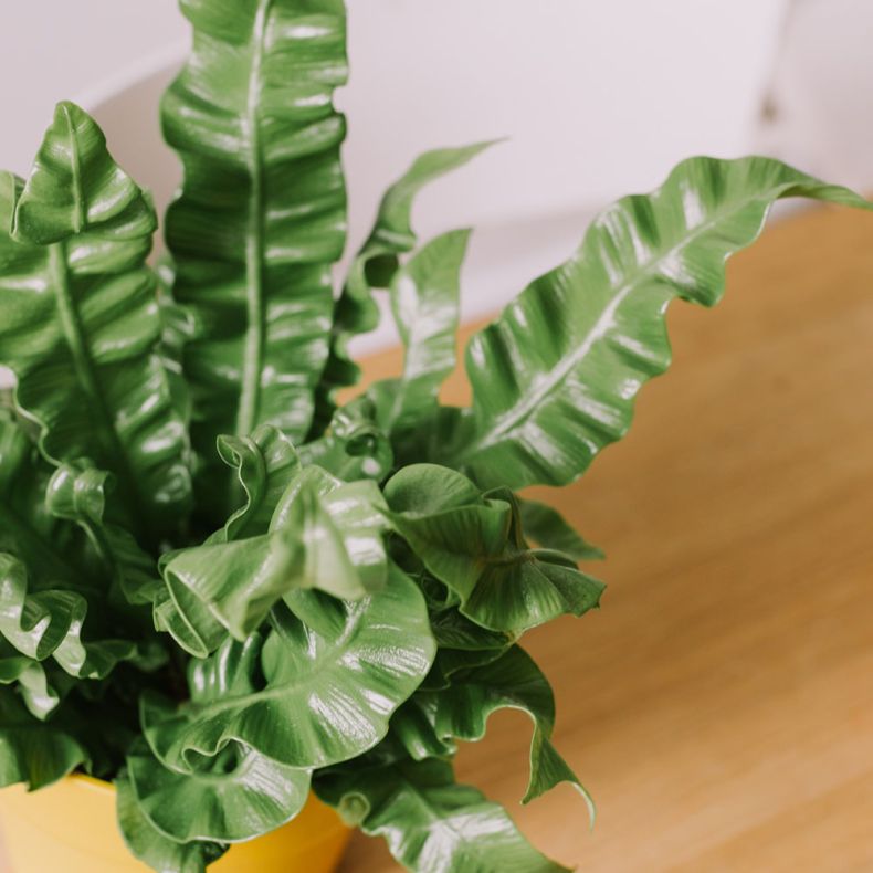 Albert, l'Asplenium