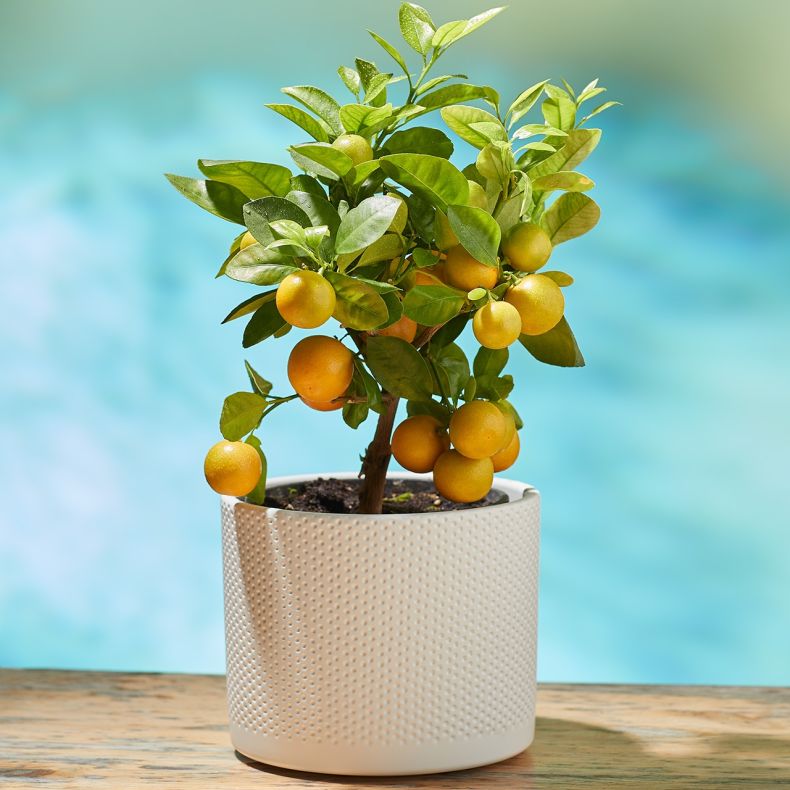 Le Calamondin