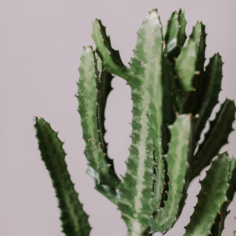 L'Euphorbia