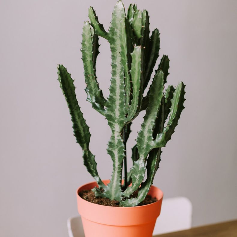 L'Euphorbia