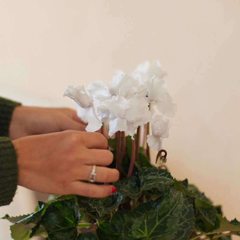 Martin, le Cyclamen