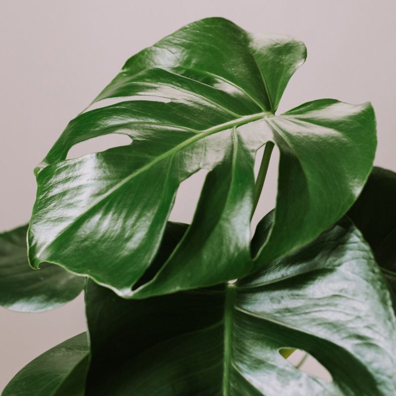 Lucien, le Monstera