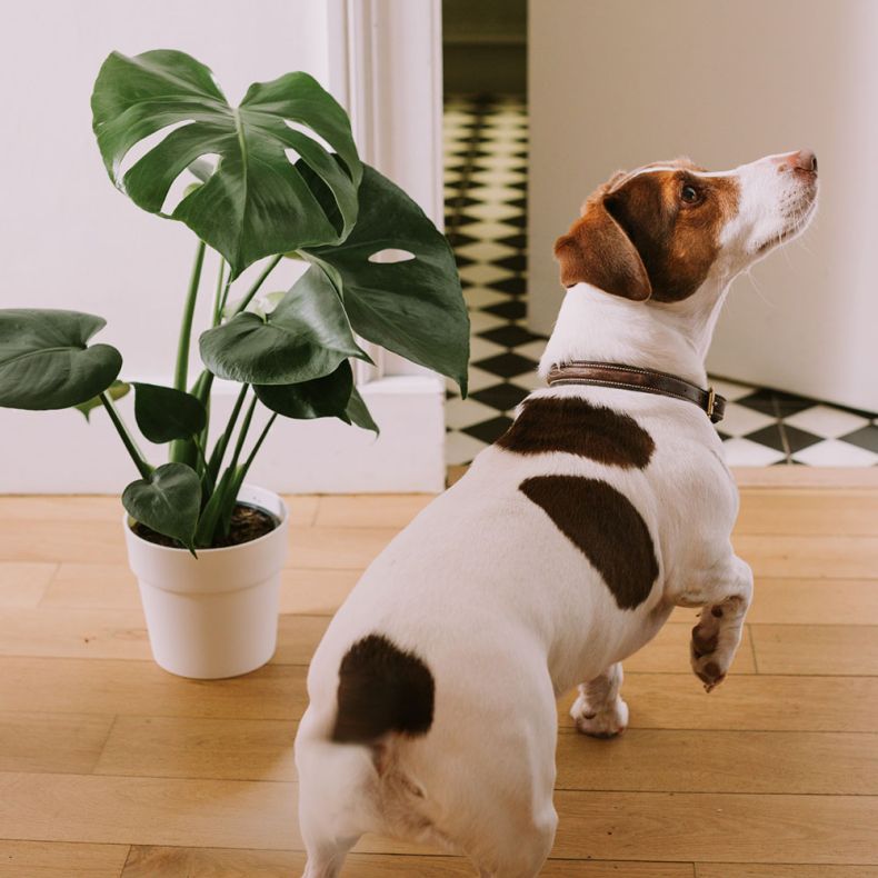 Lucien, le Monstera