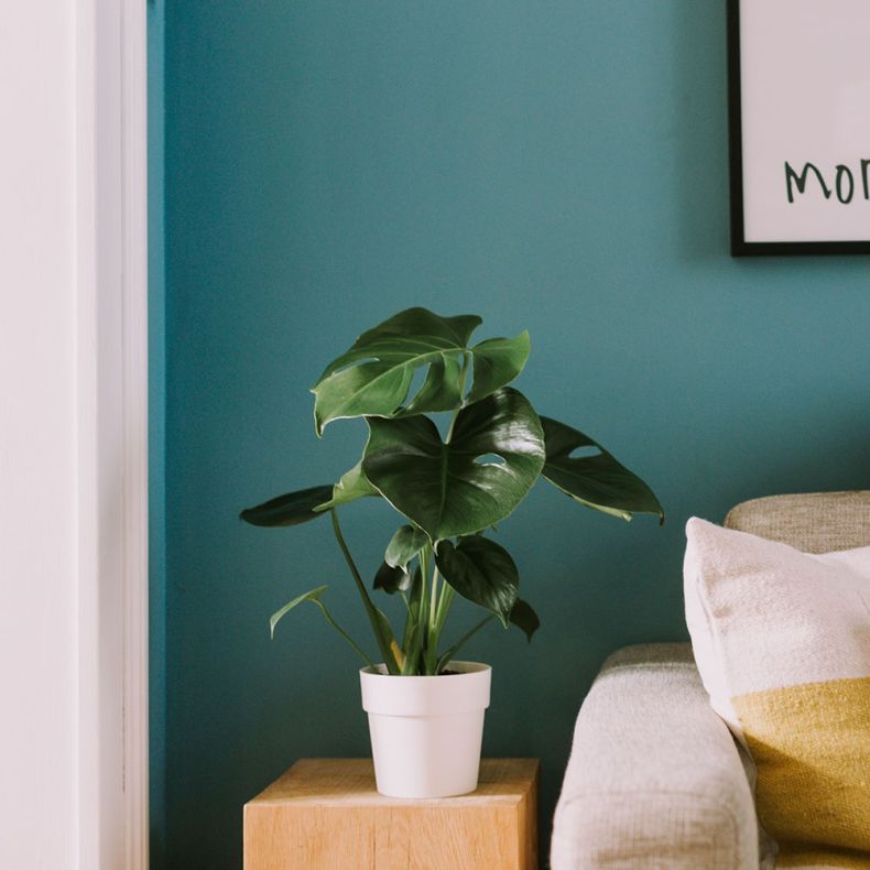 Lucien, le Monstera