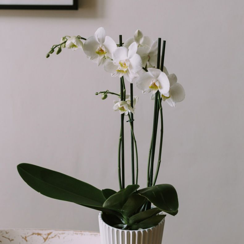 L'Orchidée blanche