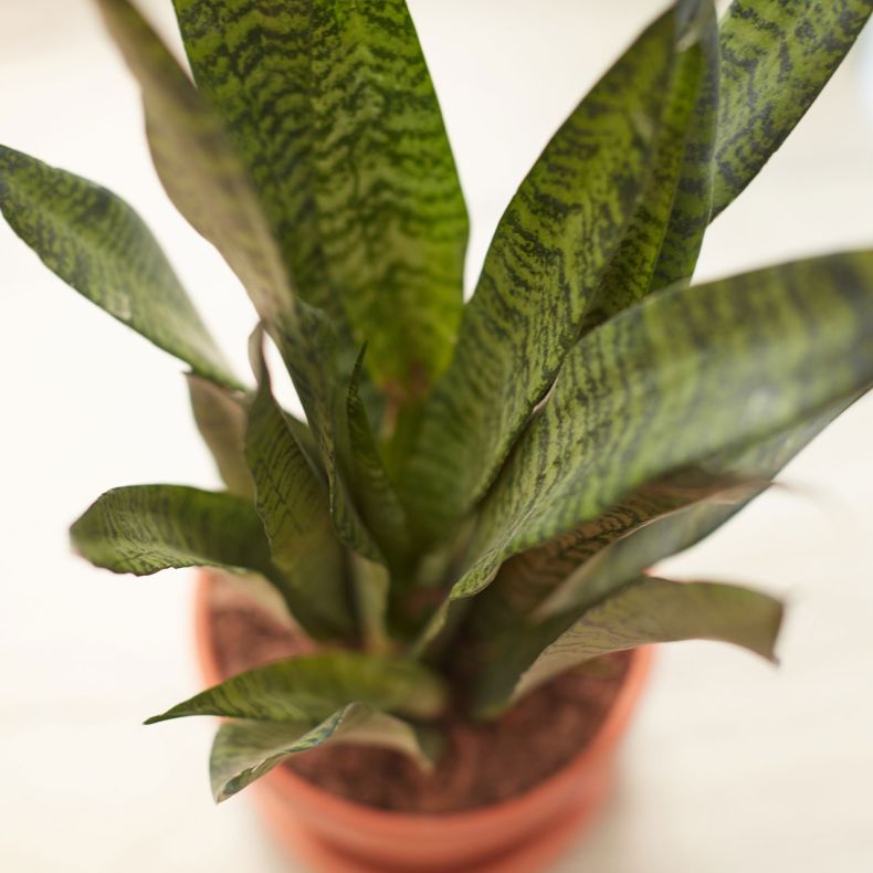 Hector, le Sansevieria