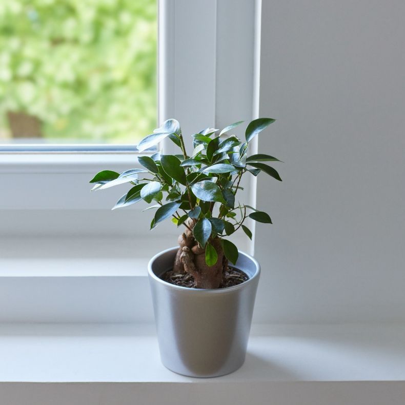 Victor, le ficus