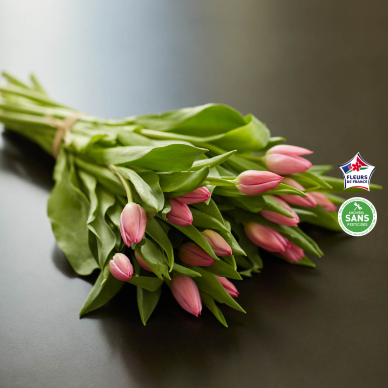 Botte de tulipes roses