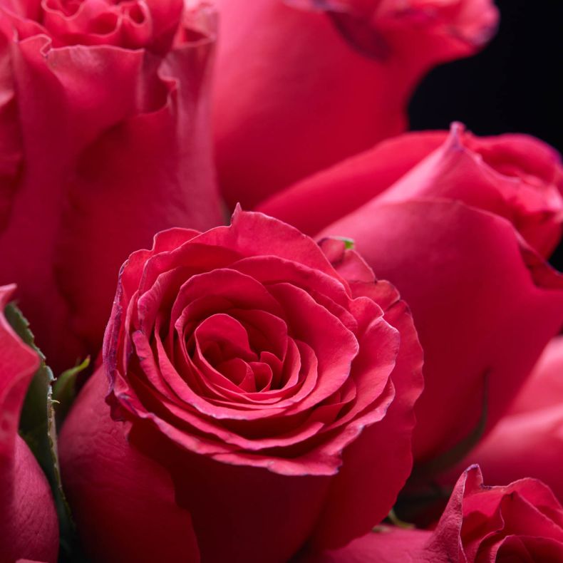 Botte de roses Pink Rodhos