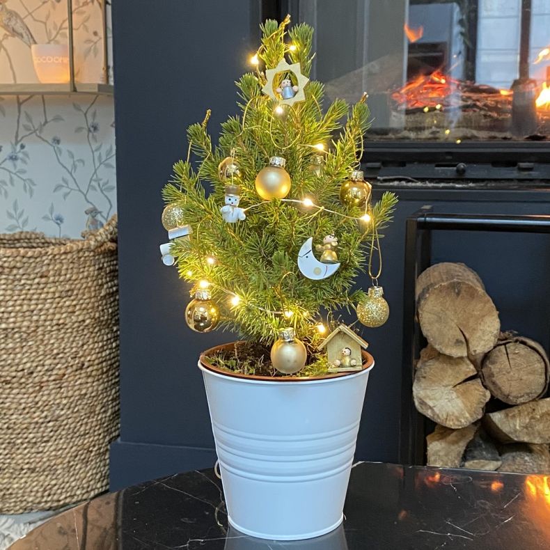 Klaus - Le Petit Sapin Blanc et Or