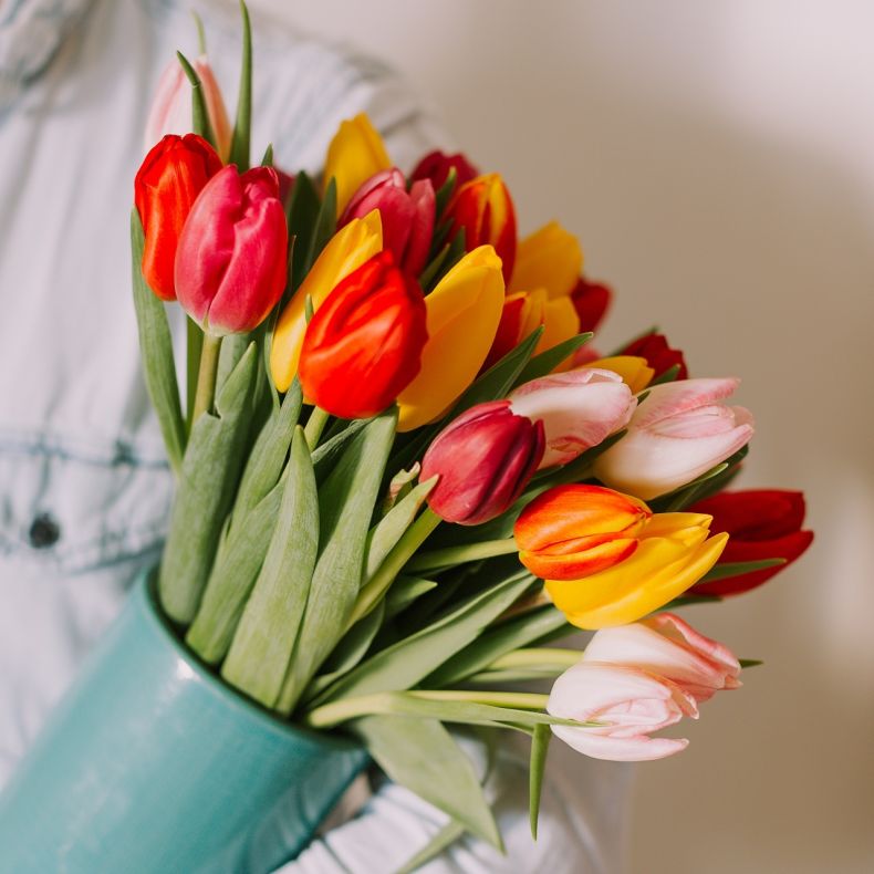 Tulipes Arc-en-ciel