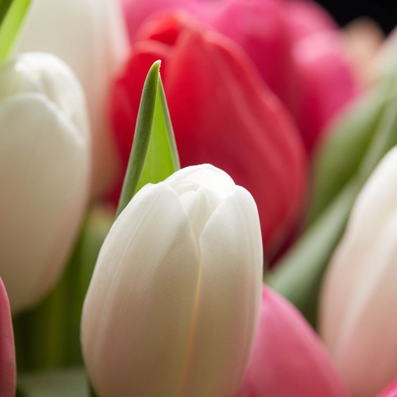 Botte de tulipes Douceur