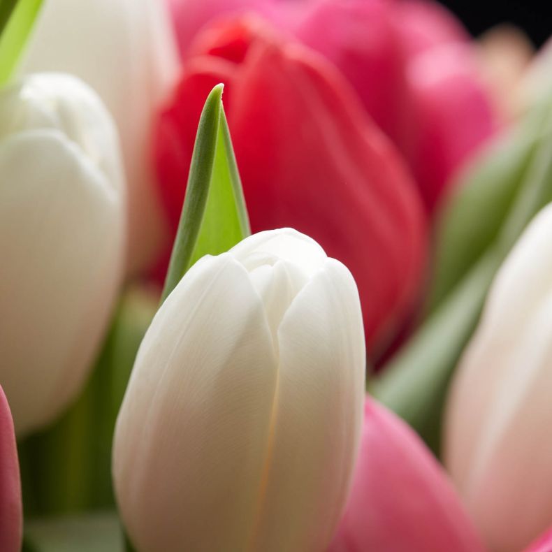 Botte de tulipes Douceur