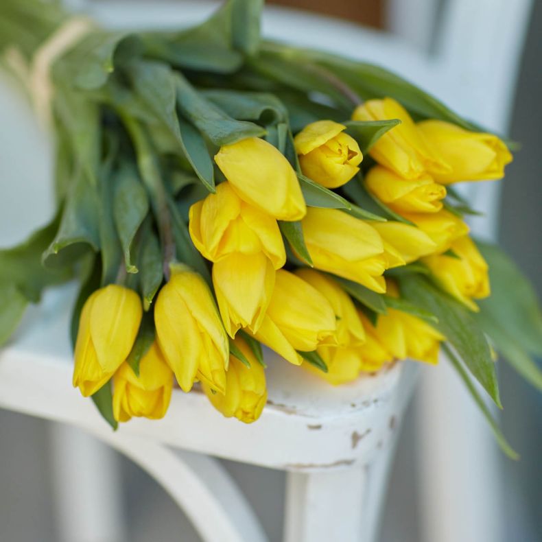 Botte de tulipes jaunes