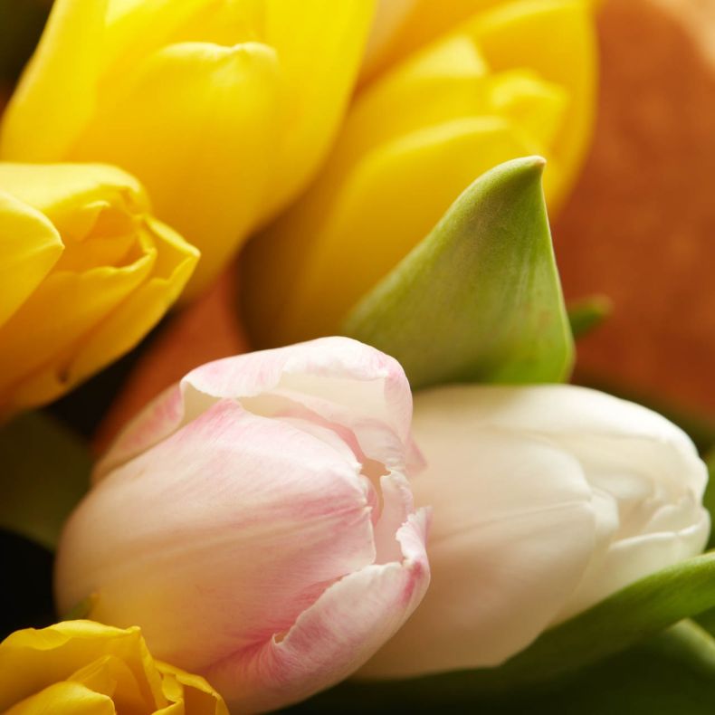 Botte de tulipes du printemps