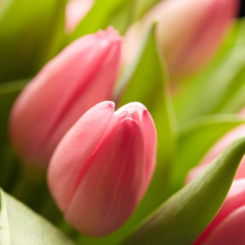 Botte de tulipes roses