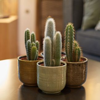 Oscar, le Cactus avec cache pot