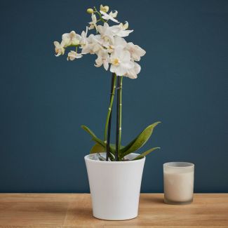 Colombe, l'Orchidée blanche