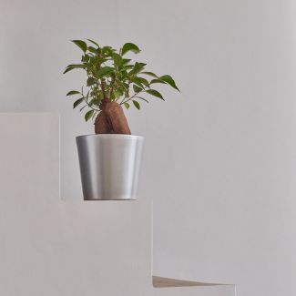 Victor, le ficus