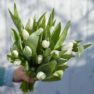 Botte de tulipes blanches