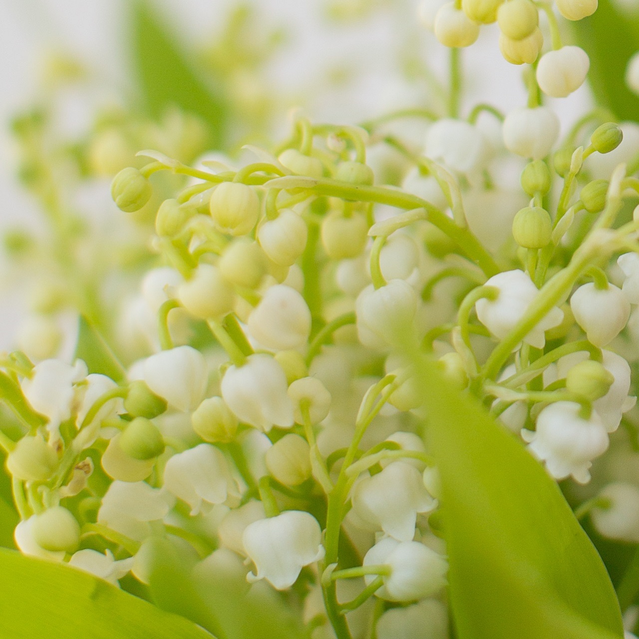 Nos bouquets de muguet