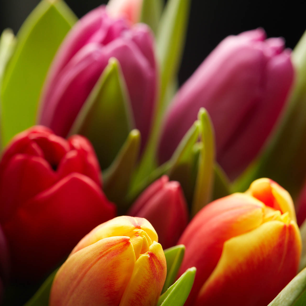 Nos bouquets de tulipes