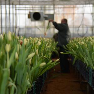 La saison de la tulipe continue ????

C’est en Sarthe que nos tulipes sont cultivées ! Cultivées avec amour et sans pesticides, elles sont ramassées avec délicatesse par nos cueilleurs... 

Vous l’aurez compris, nos tulipes sont made in France et sans aucun autre intermédiaire que vous et nous ????

#lesfleursdenicolas #fleurs #bouquetdefleurs #flowerslovers #winter #producteur #madeinsarthe #madeinfrance #productionlocale #tulipes #fleursdesaison
