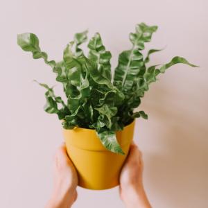 ???? Albert ????

Sa petite taille ne fait pas de lui une plante verte fragile, bien au contraire ! Facile d’entretien et robuste, Albert est le compagnon idéal qui saura purifier votre intérieur et lui apporter de la couleur. 

Prendre soin d’Albert : 
- Exposition mi-ombre mi-lumière 
- Arrosage copieux (on garde la motte de terreau humide) 
- Vaporiser les feuilles 

#lesfleursdenicolas #fleuriste #plante #planteverte #plantslovers #printemps #spring #producteur #decoration #decorationinterieur #graphique