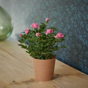 Notre rosier rose pâle, un classique qui fait toujours plaisir ! ????

#lesfleursdenicolas #fleurs #fleursite #bouquetdefleurs #ete #summer #producteur #productionlocale #madeinfrance #plante #planteverte #roses #rosier